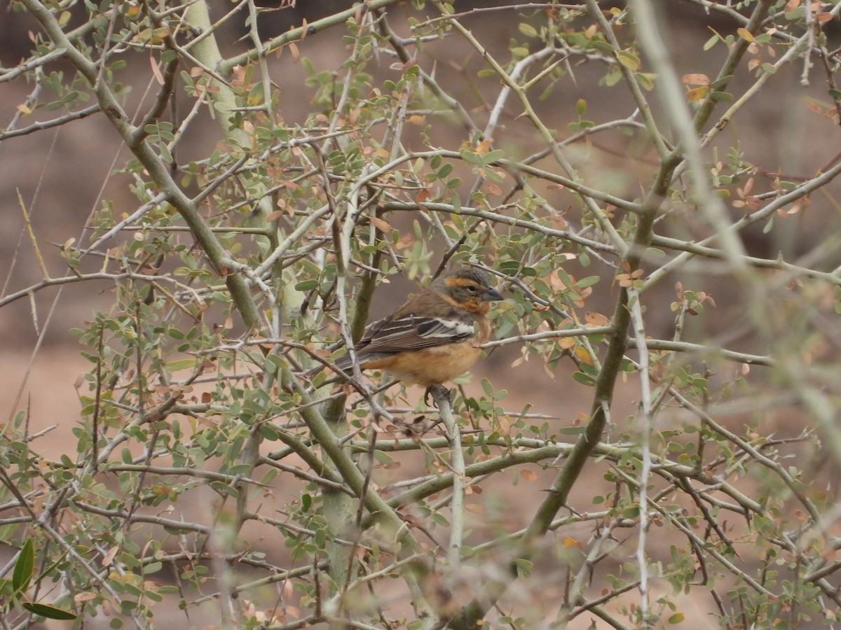 Cinnamon Warbling Finch - ML623213443