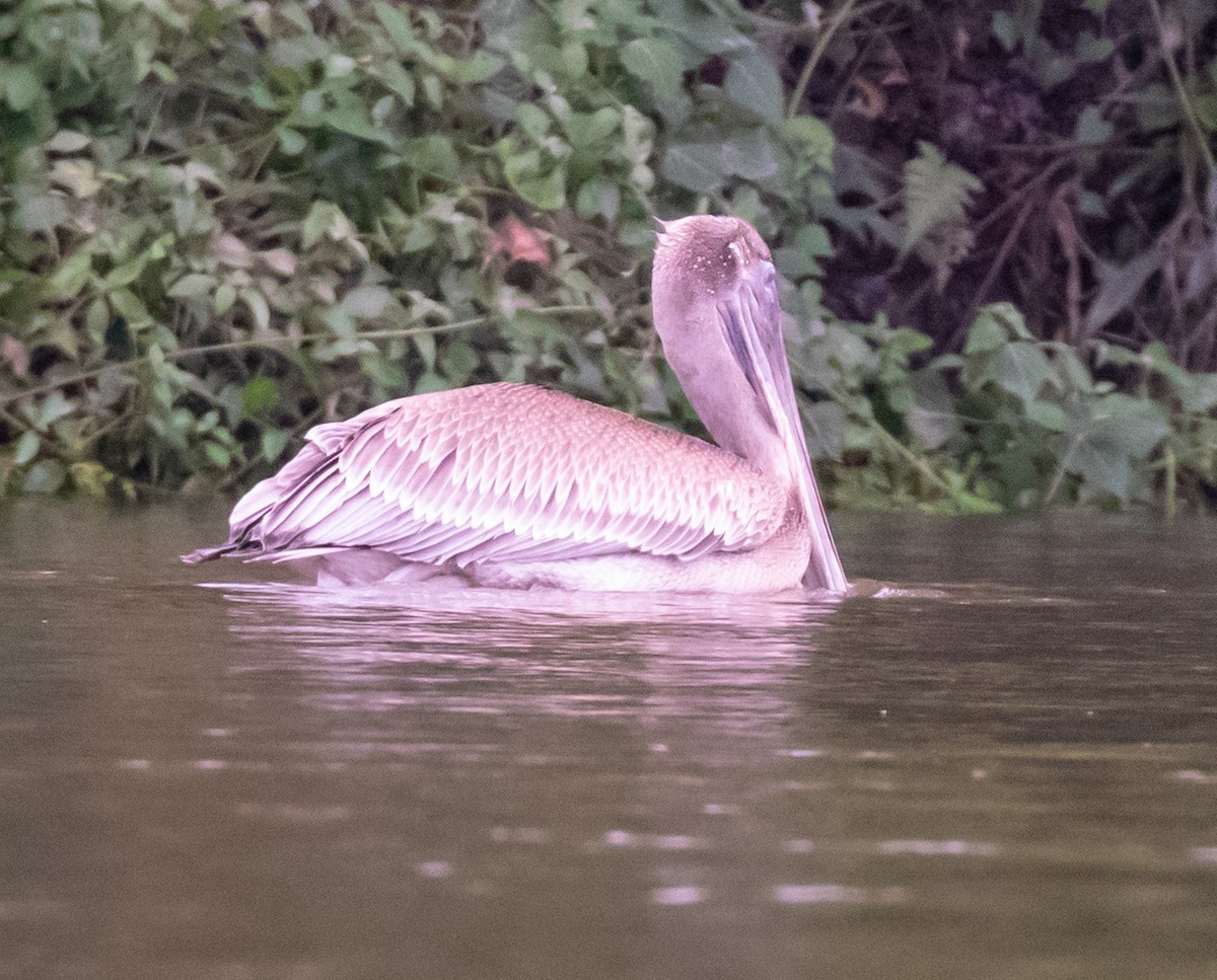 Brown Pelican - ML623213451