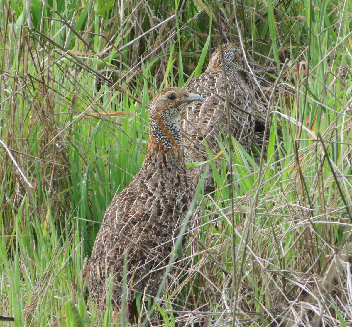 Gray-winged Francolin - ML623213462