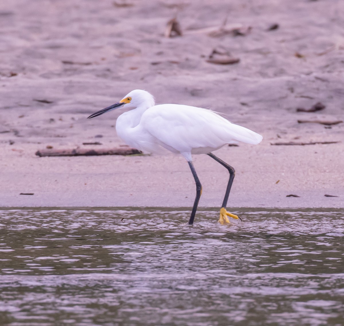 Snowy Egret - ML623213544