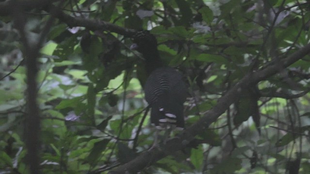 Blue-billed Curassow - ML623213582