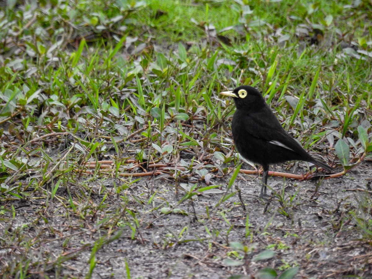 Spectacled Tyrant - Luis  Weymar Junior