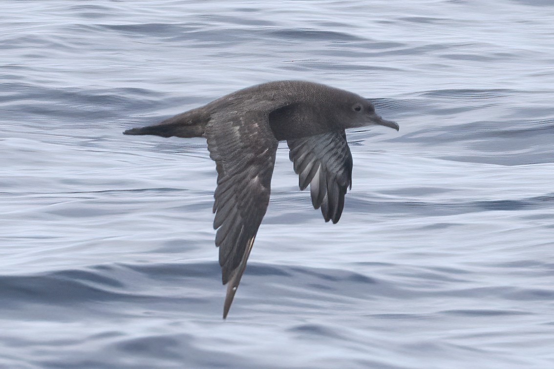 Sooty Shearwater - ML623213602