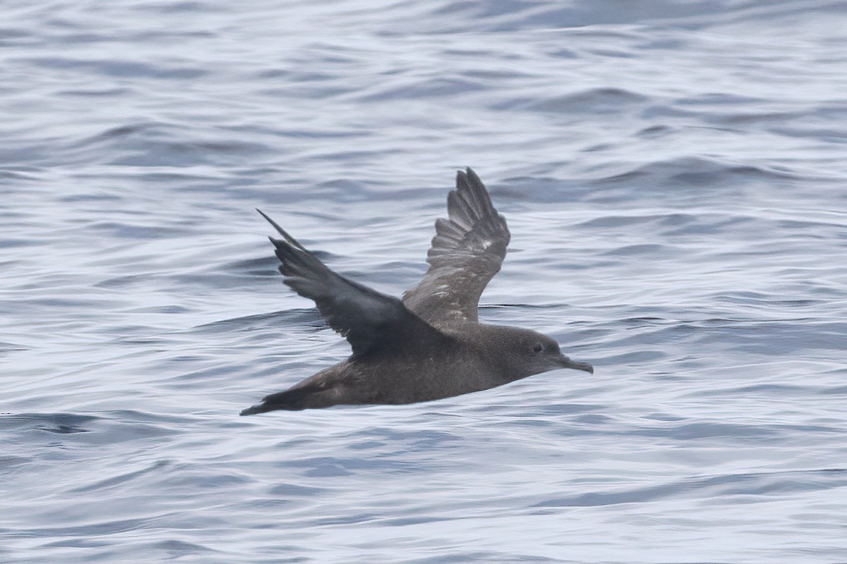 Sooty Shearwater - ML623213603