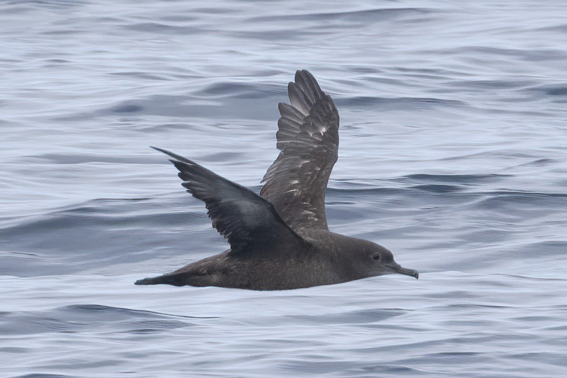 Sooty Shearwater - ML623213605