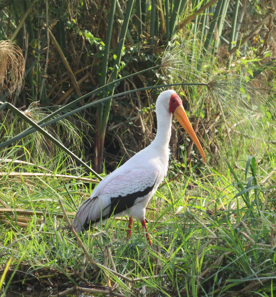 アフリカトキコウ - ML623213651