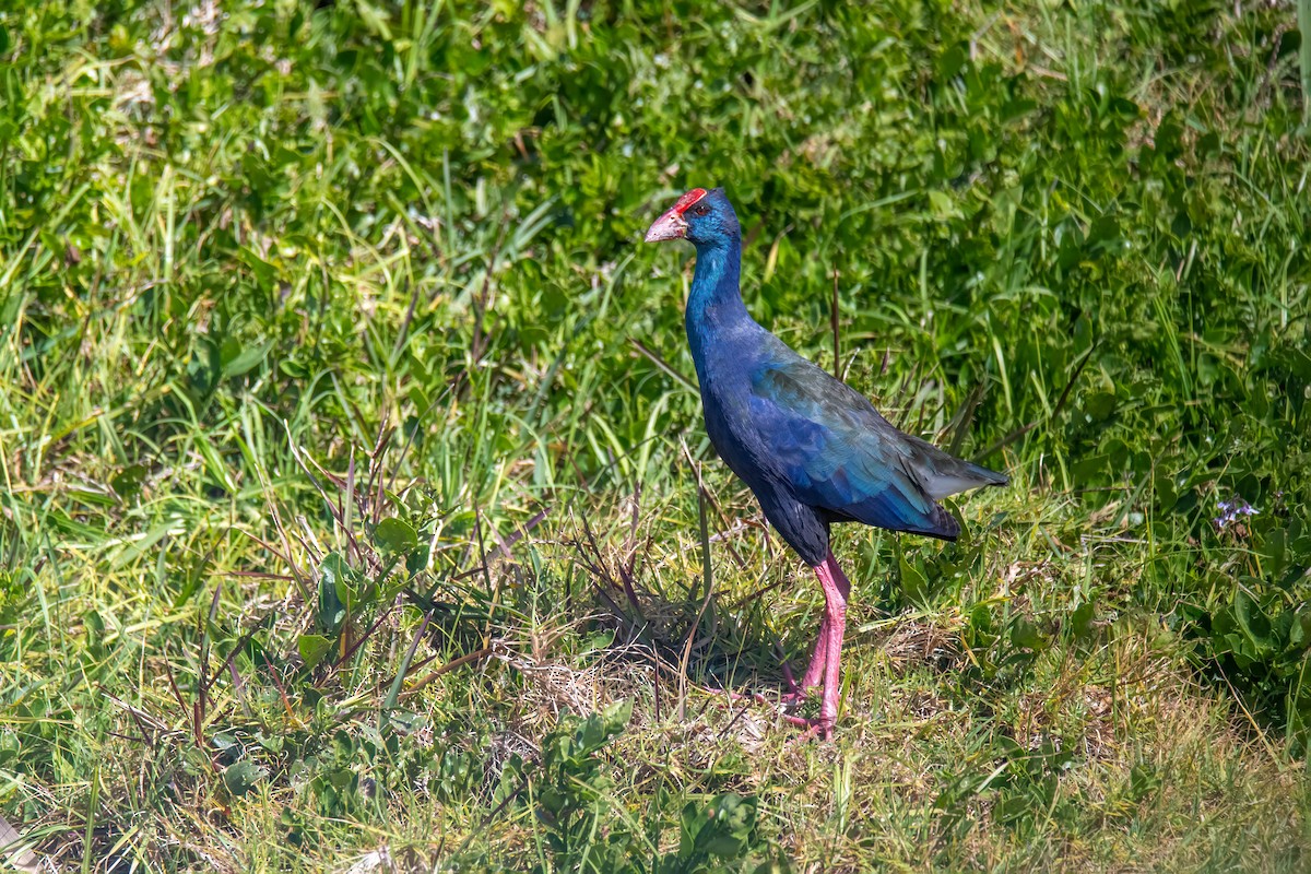 African Swamphen - ML623213670