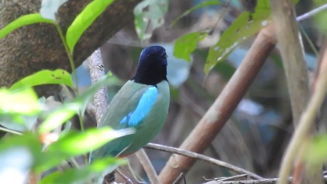 hettepitta - ML623213676