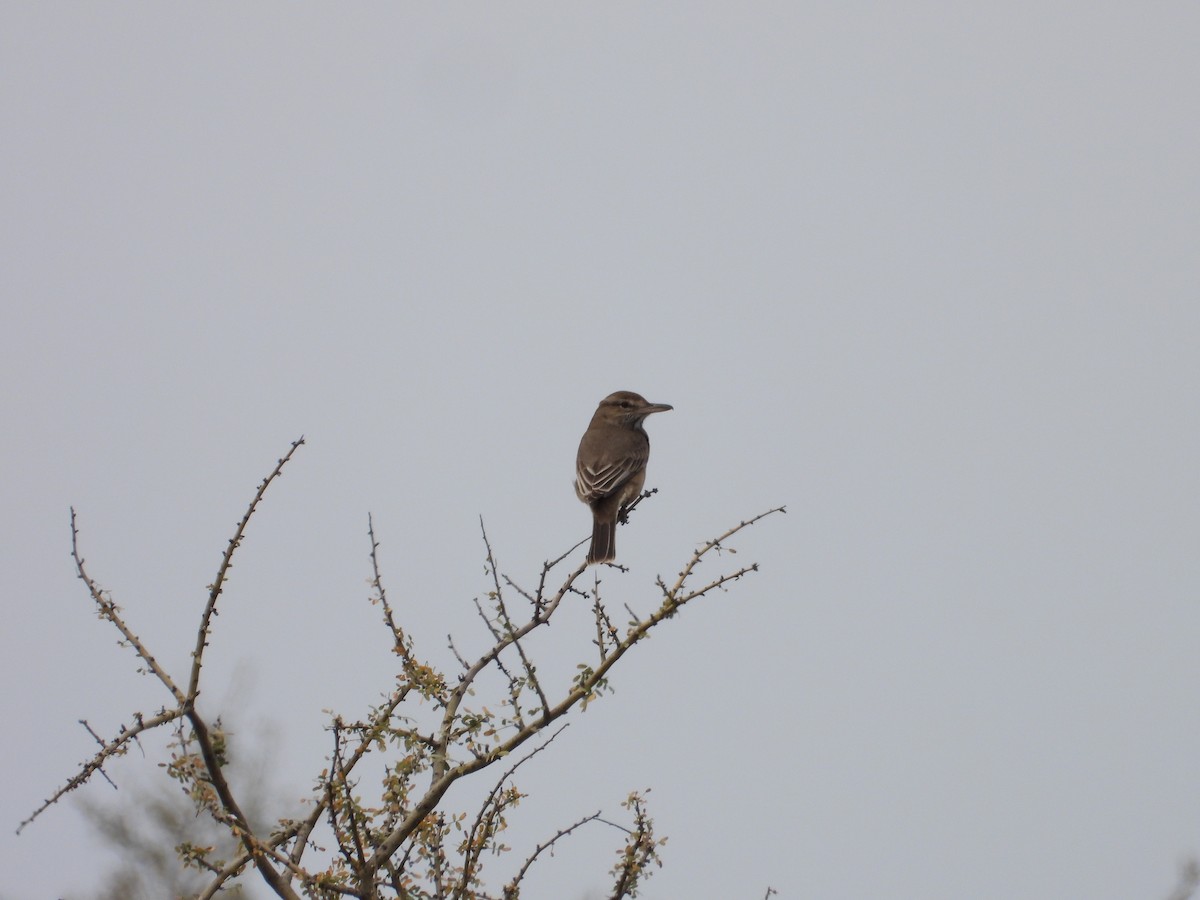 Gray-bellied Shrike-Tyrant - ML623213678