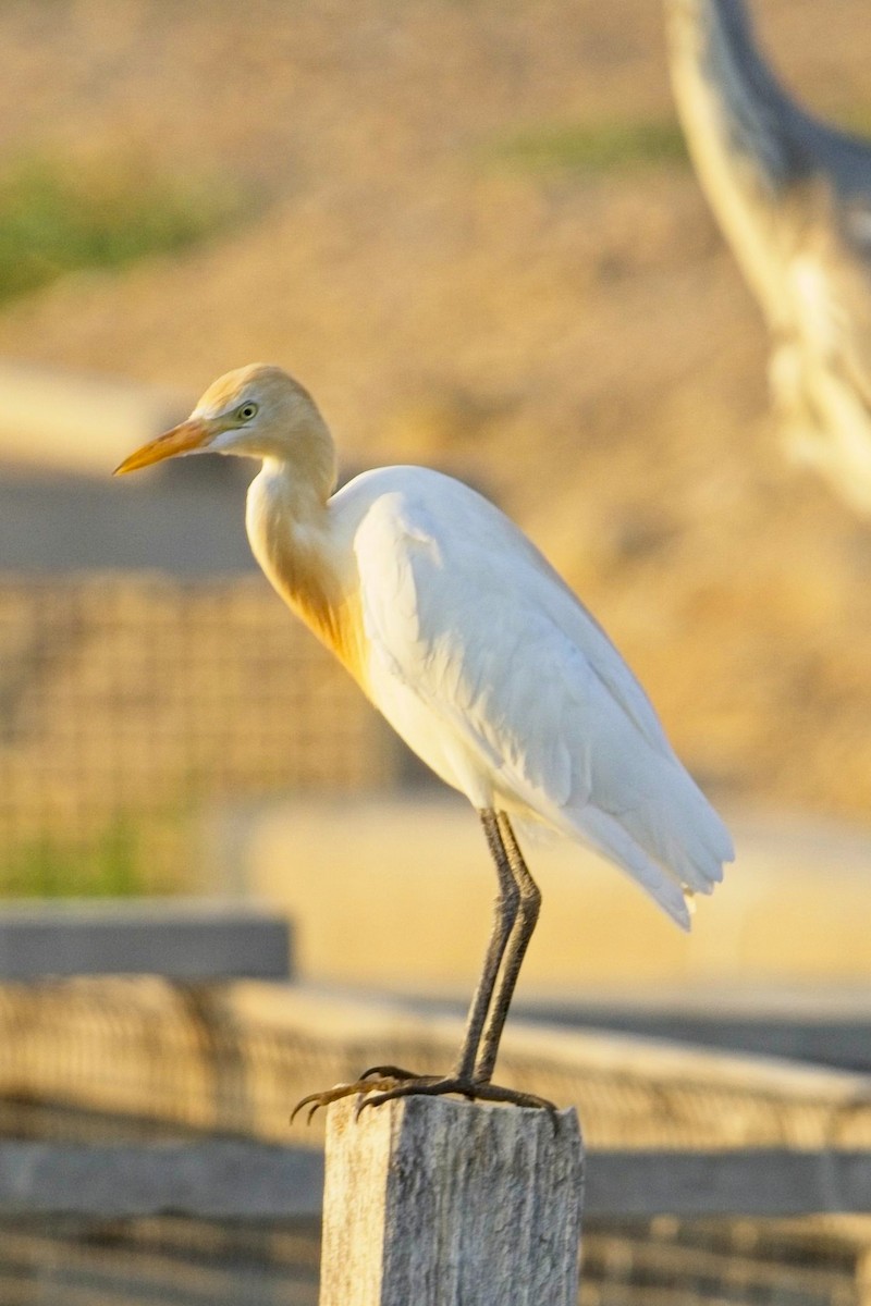 Eastern Cattle Egret - Max Schwenne