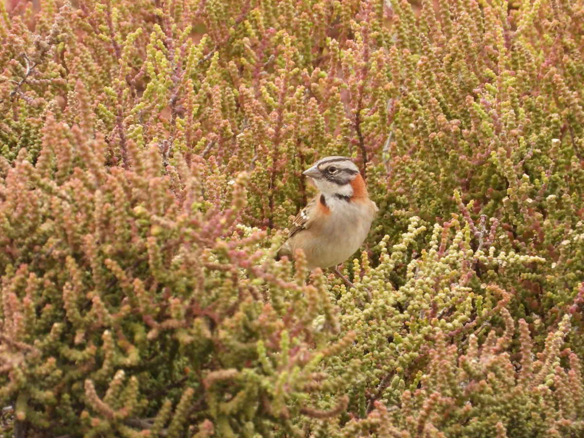 Rufous-collared Sparrow - ML623213736