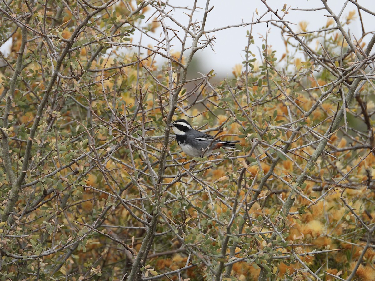 Ringed Warbling Finch - ML623213755