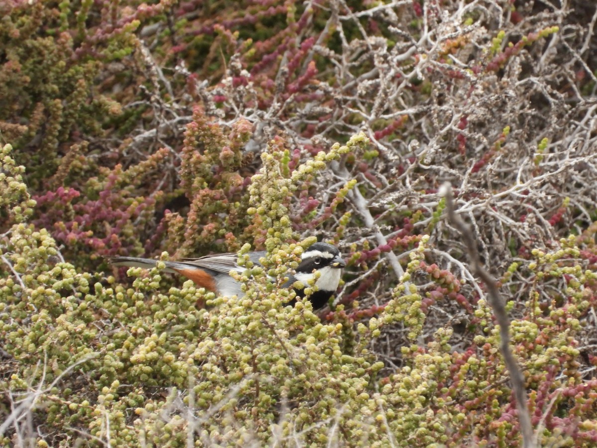 Ringed Warbling Finch - ML623213767