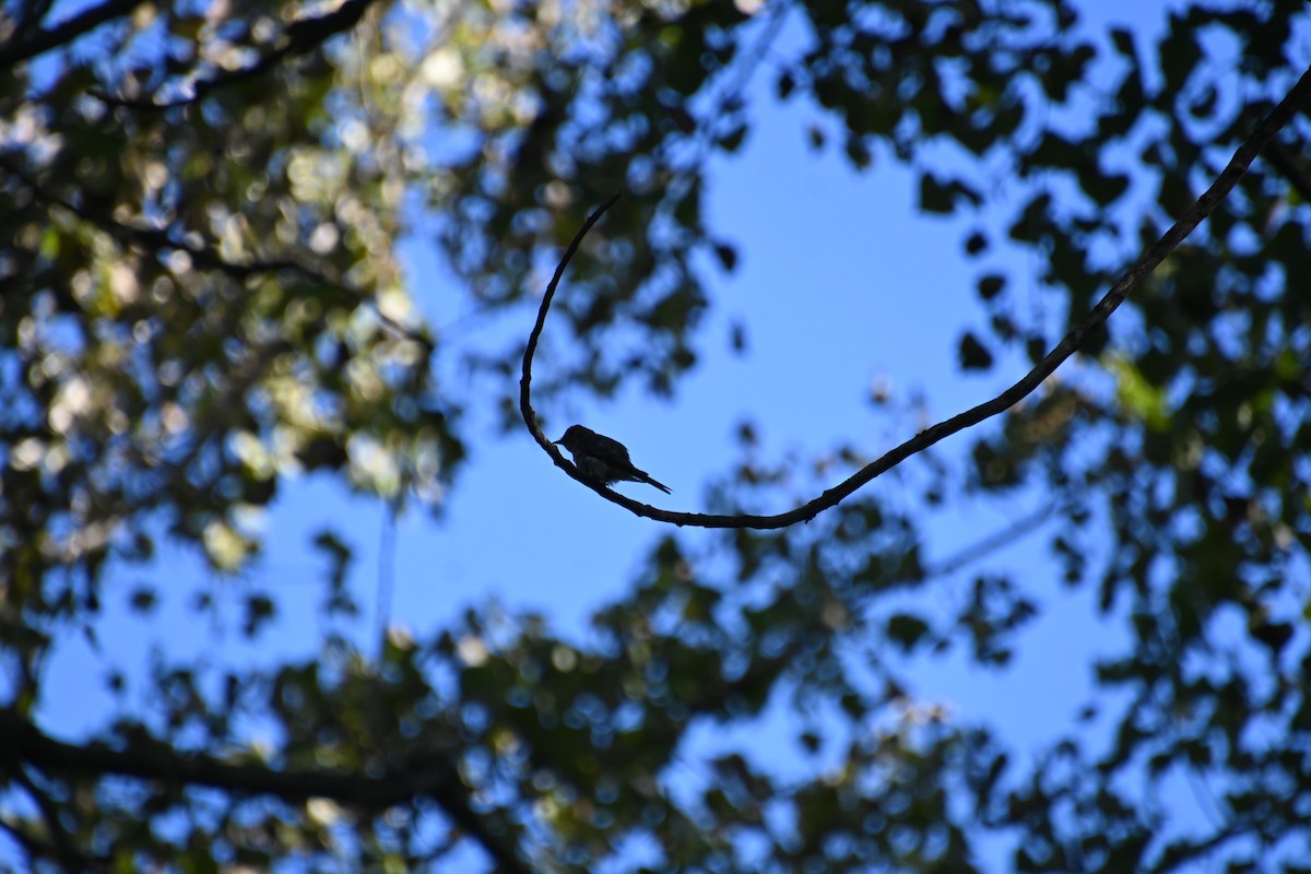 Eastern Wood-Pewee - Ian Baird