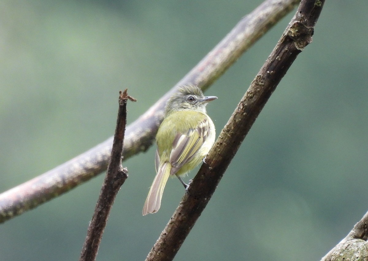 Yellow-olive Flatbill (asemus) - ML623213876