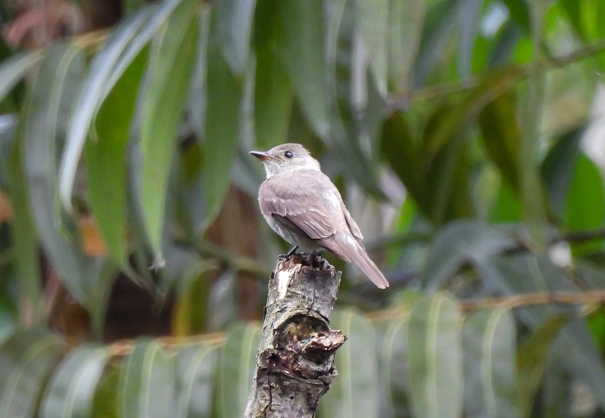 Western Wood-Pewee - ML623213884