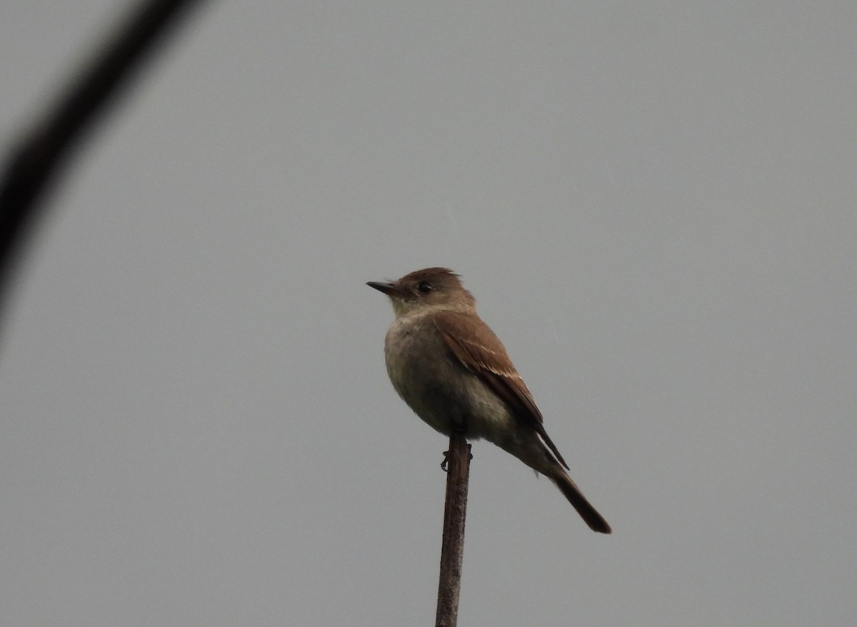 Western Wood-Pewee - ML623213886