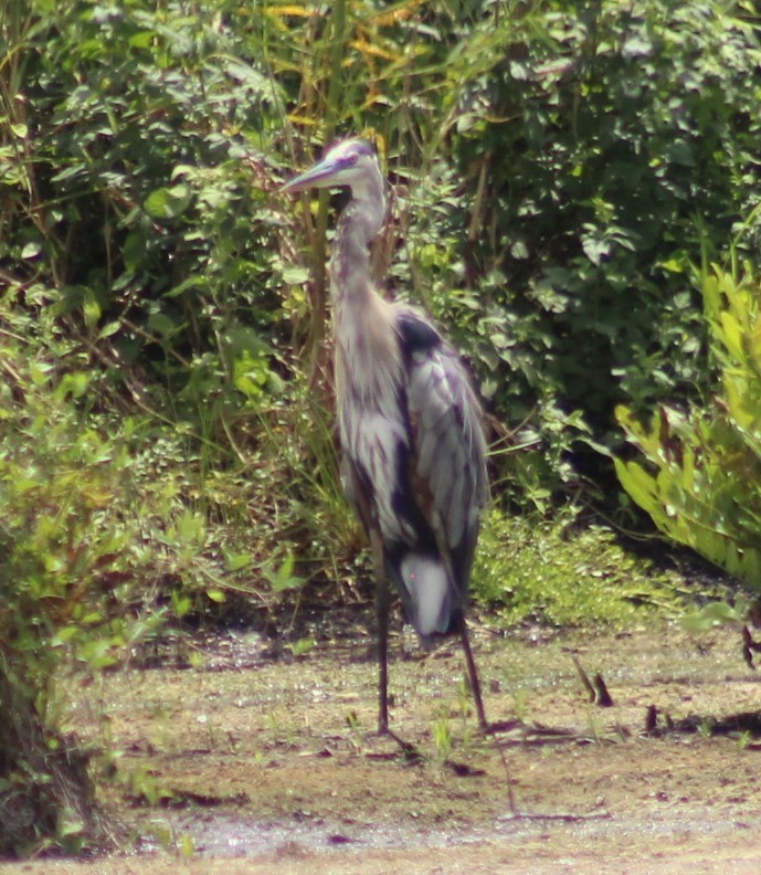 Great Blue Heron - ML623213893