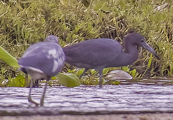 Little Blue Heron - ML623213931