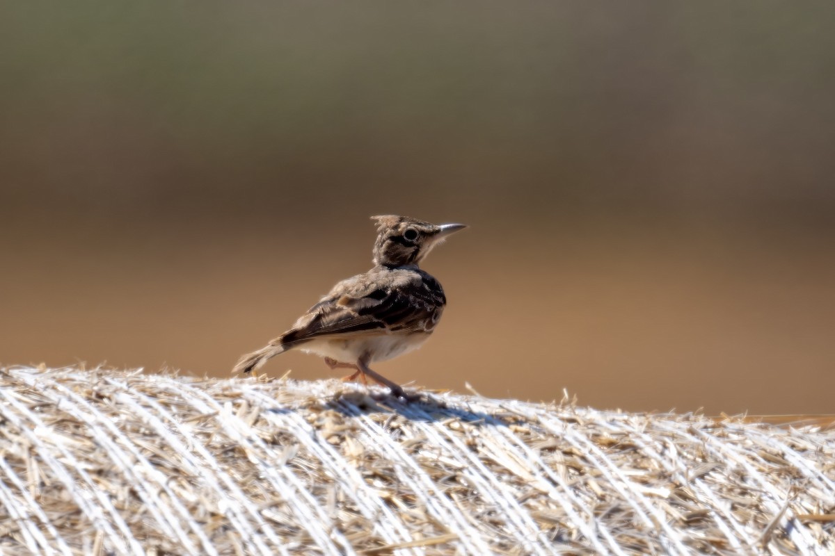 Crested Lark (Crested) - ML623213932