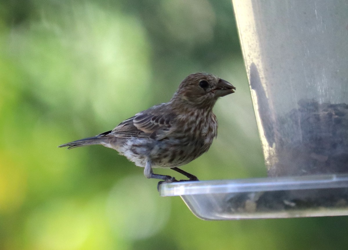 House Finch - ML623213935