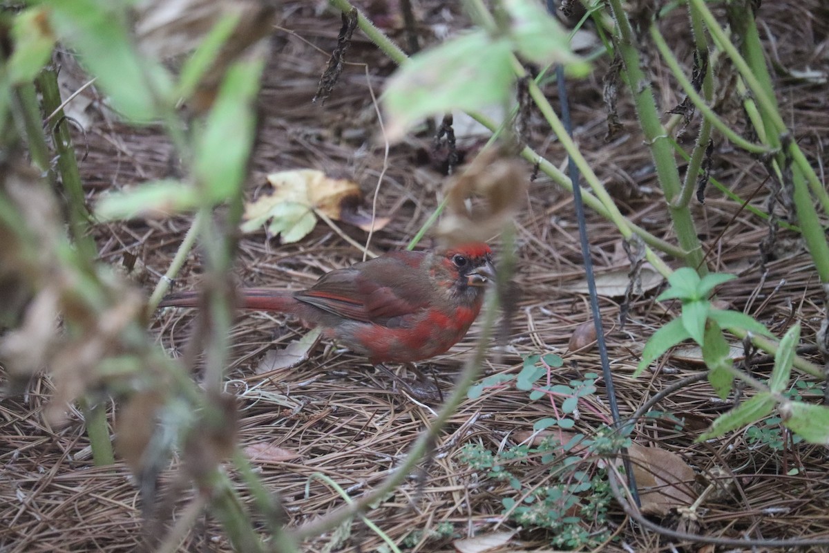 Northern Cardinal - ML623213954
