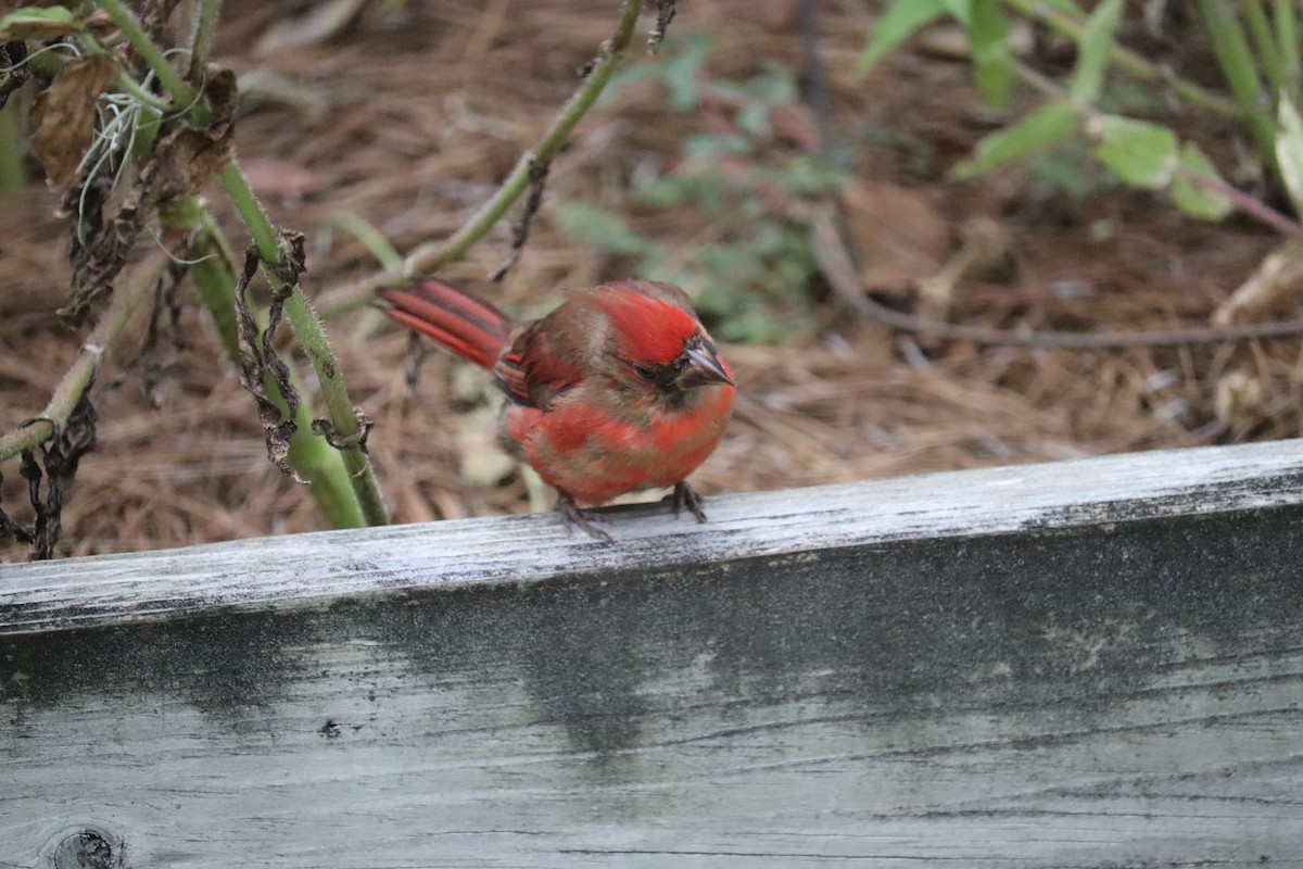 Northern Cardinal - ML623213961