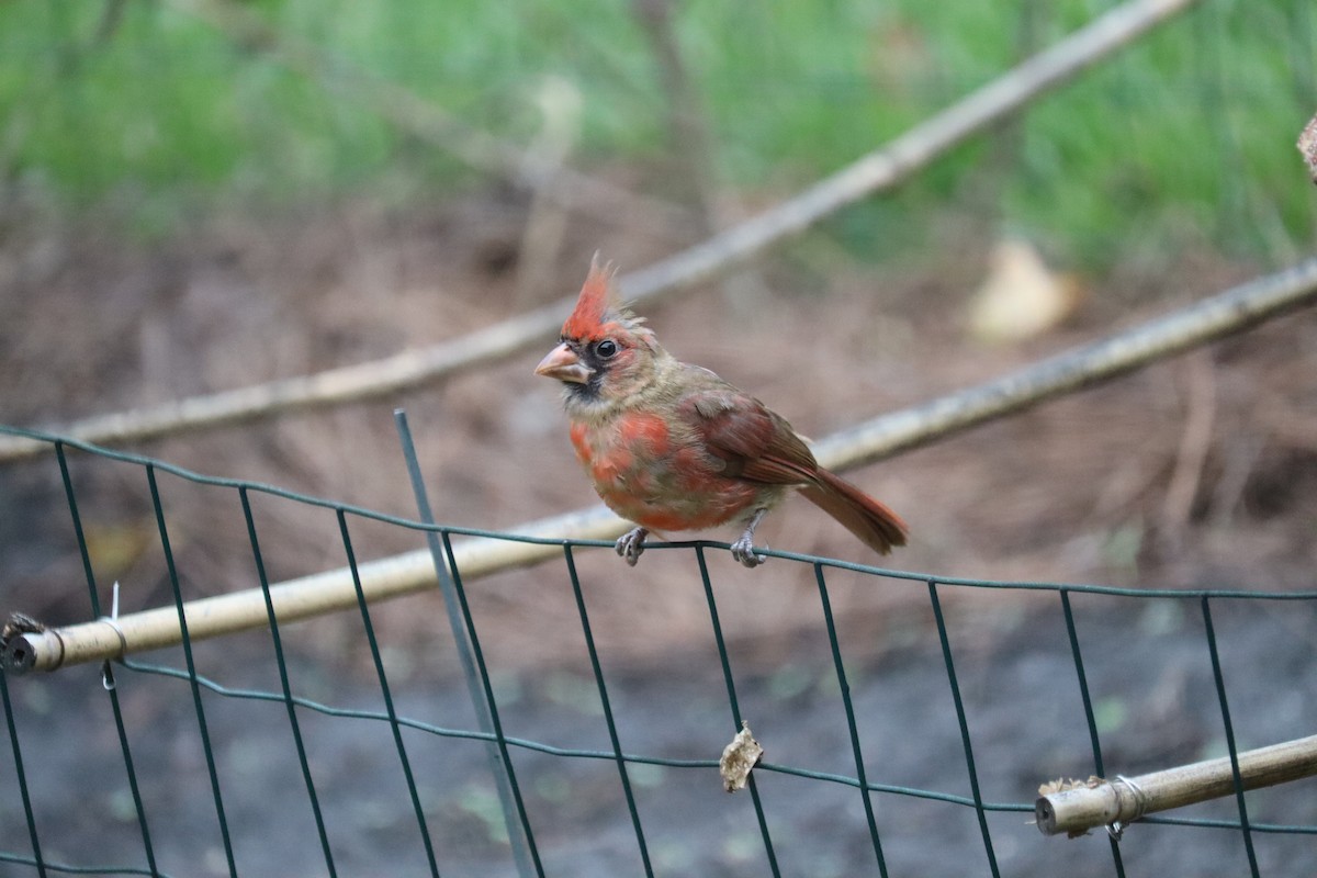 Northern Cardinal - ML623213971