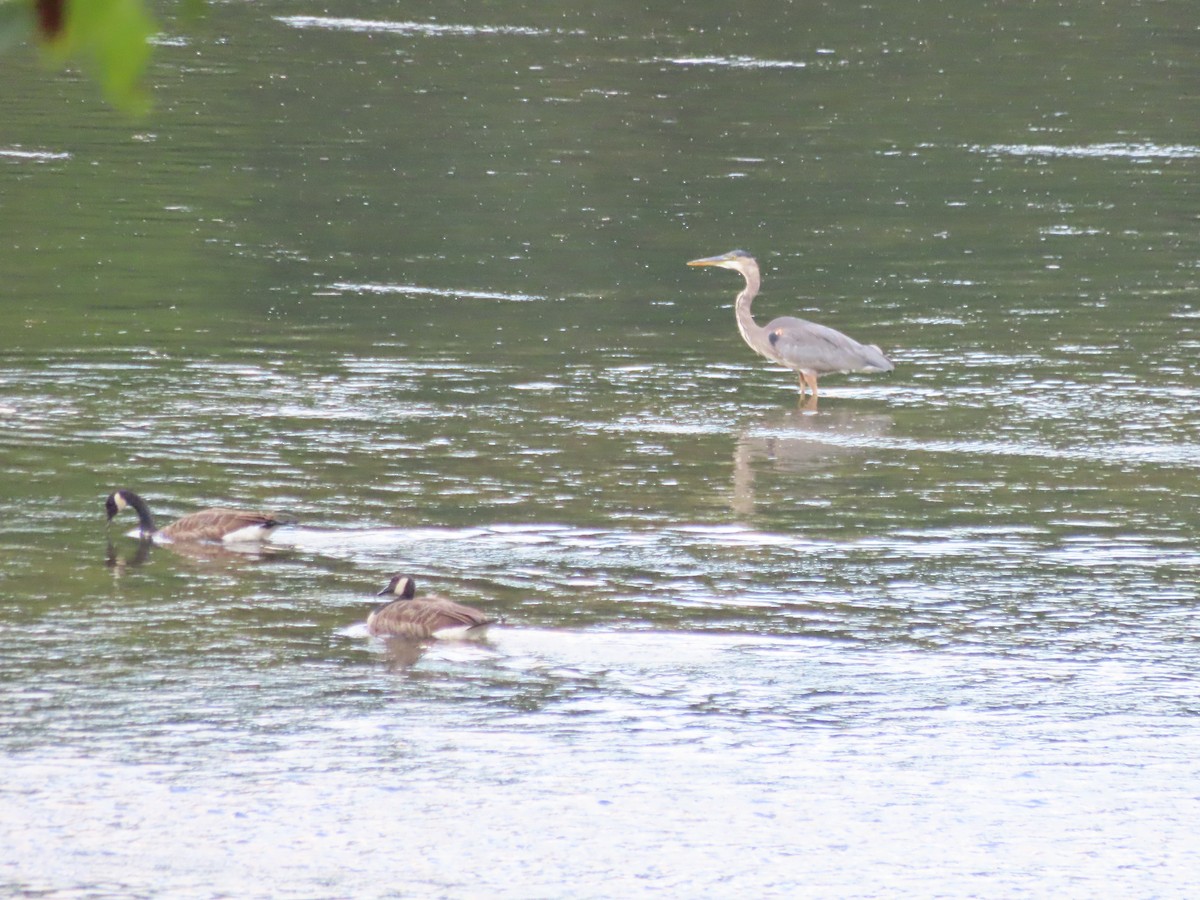 Great Blue Heron - ML623213979