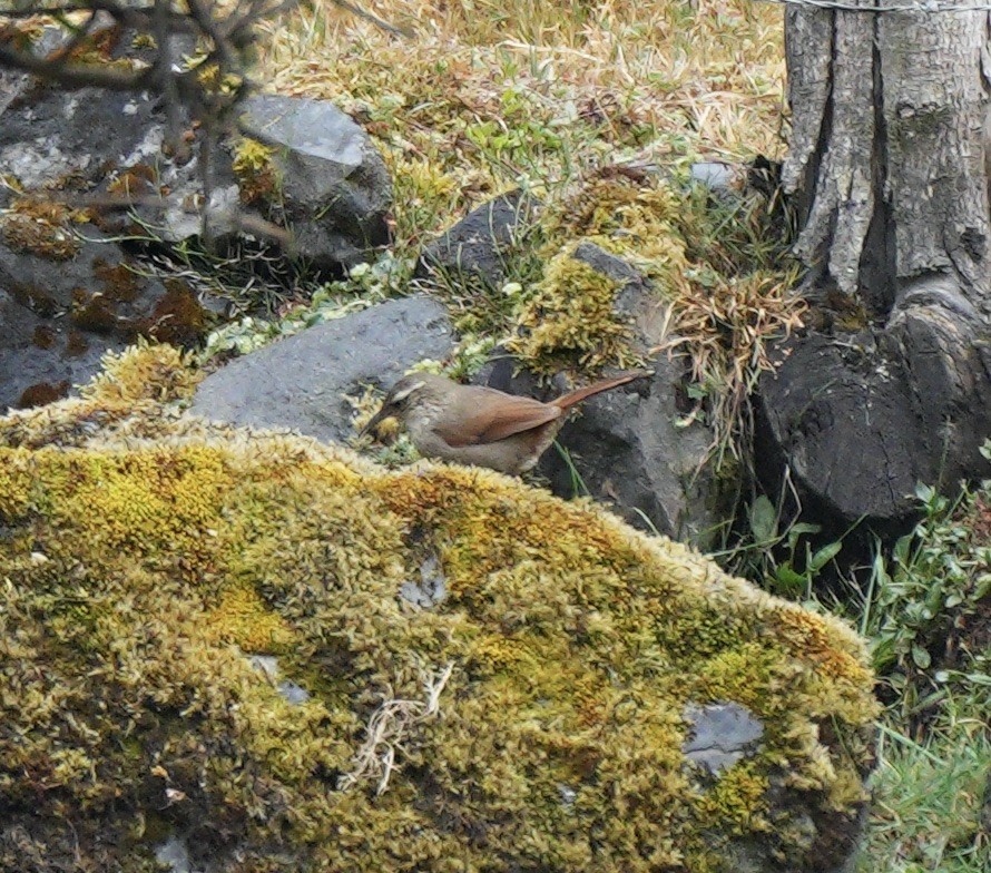 Striated Earthcreeper - ML623213984