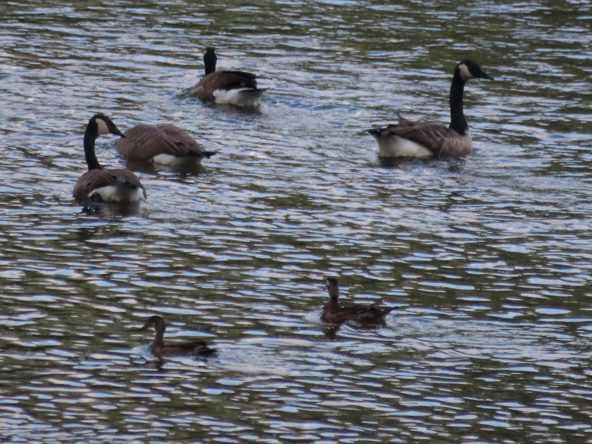 Wood Duck - ML623213992