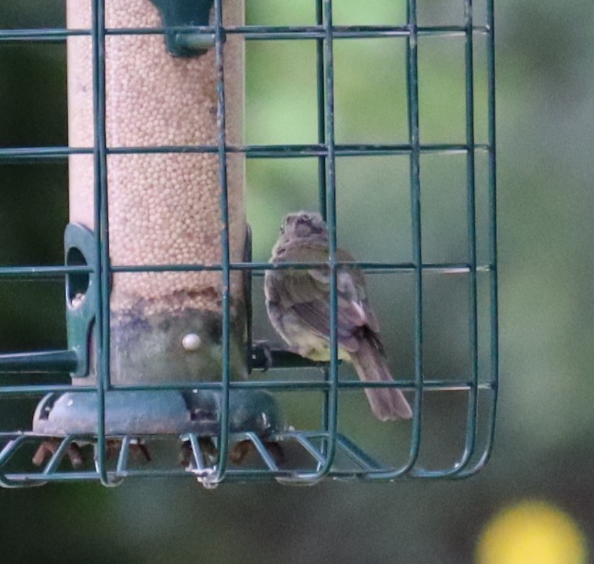 Painted Bunting - ML623214033