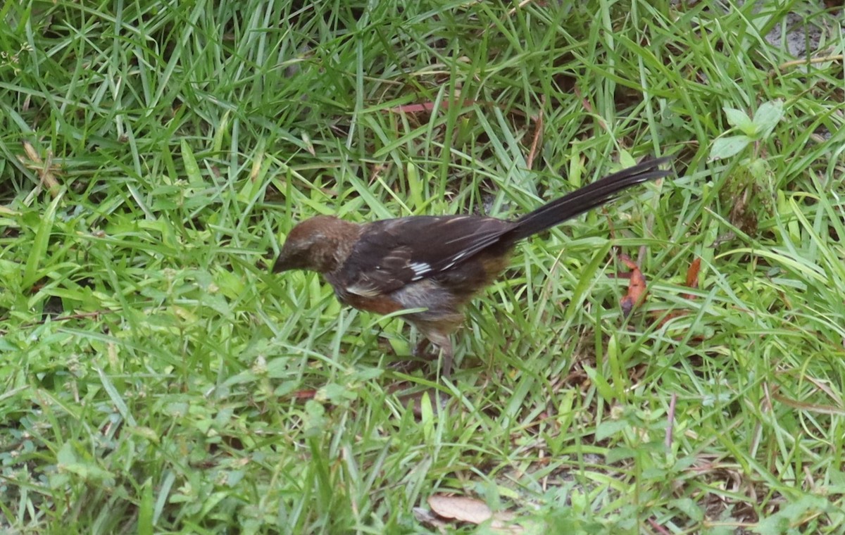 Eastern Towhee - ML623214047