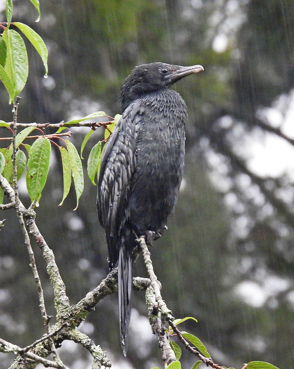 Cormoran de Vieillot - ML623214124