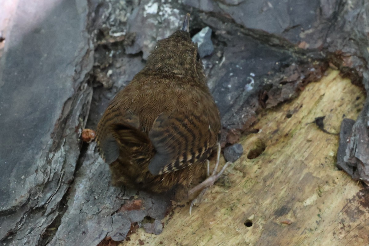 Pacific Wren - Peter Pyle