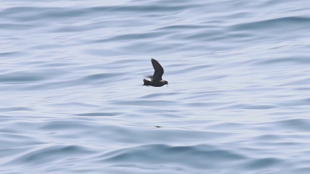 Leach's/Townsend's Storm-Petrel (dark-rumped) - ML623214140