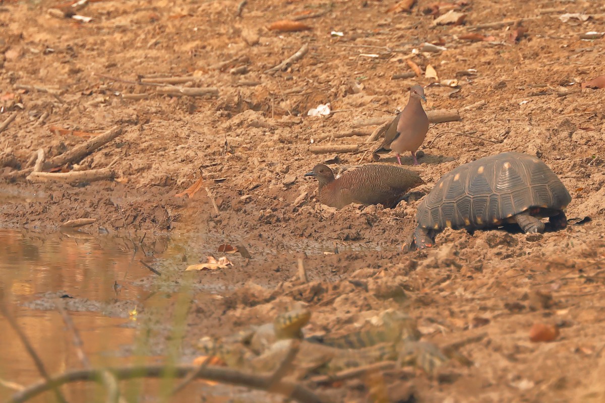 Undulated Tinamou - ML623214196