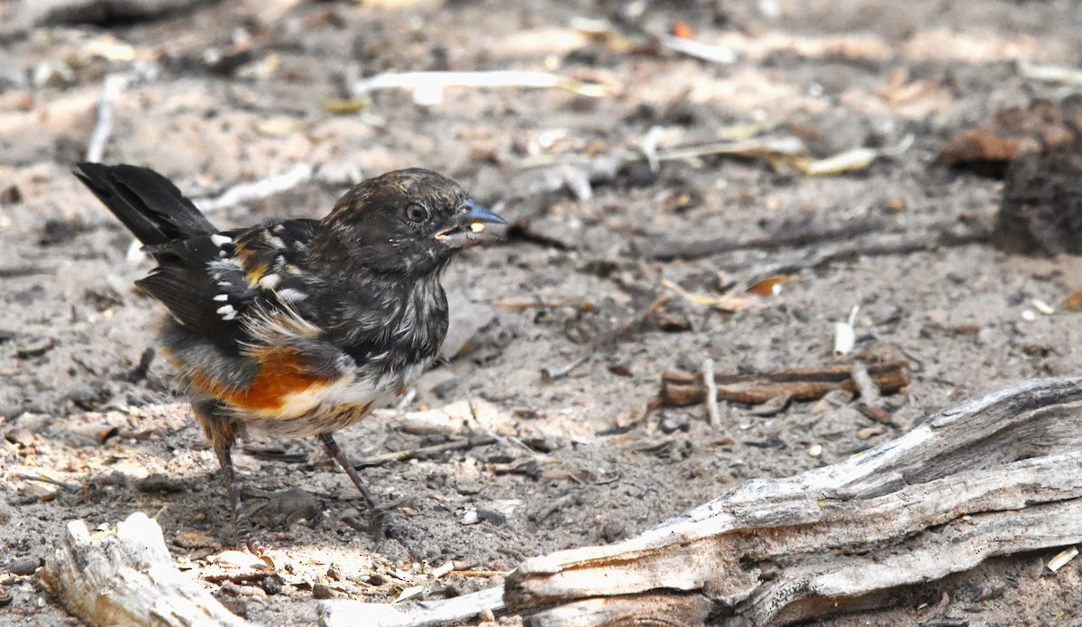 Spotted Towhee - ML623214237