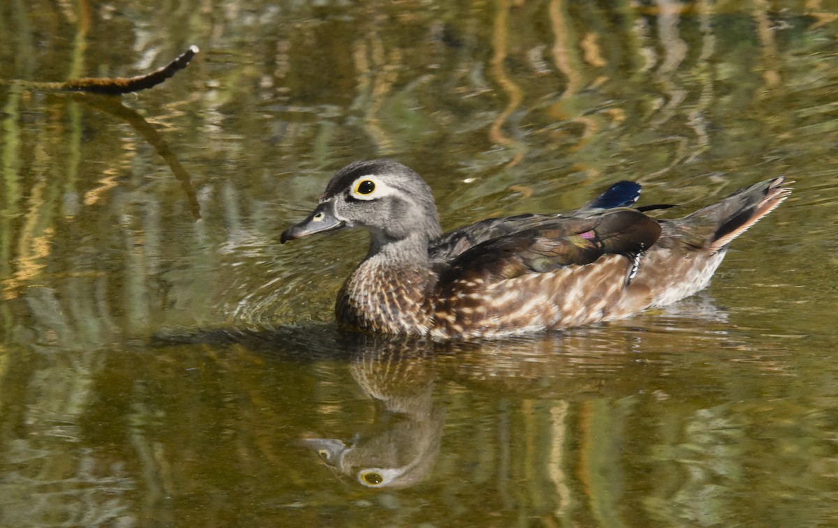 Wood Duck - ML623214251