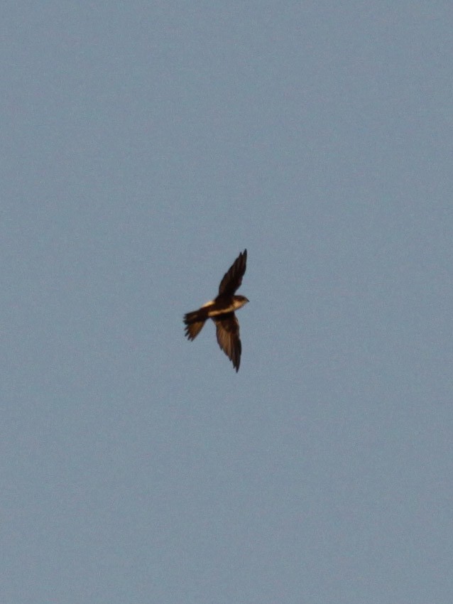 White-throated Swift - ML623214302