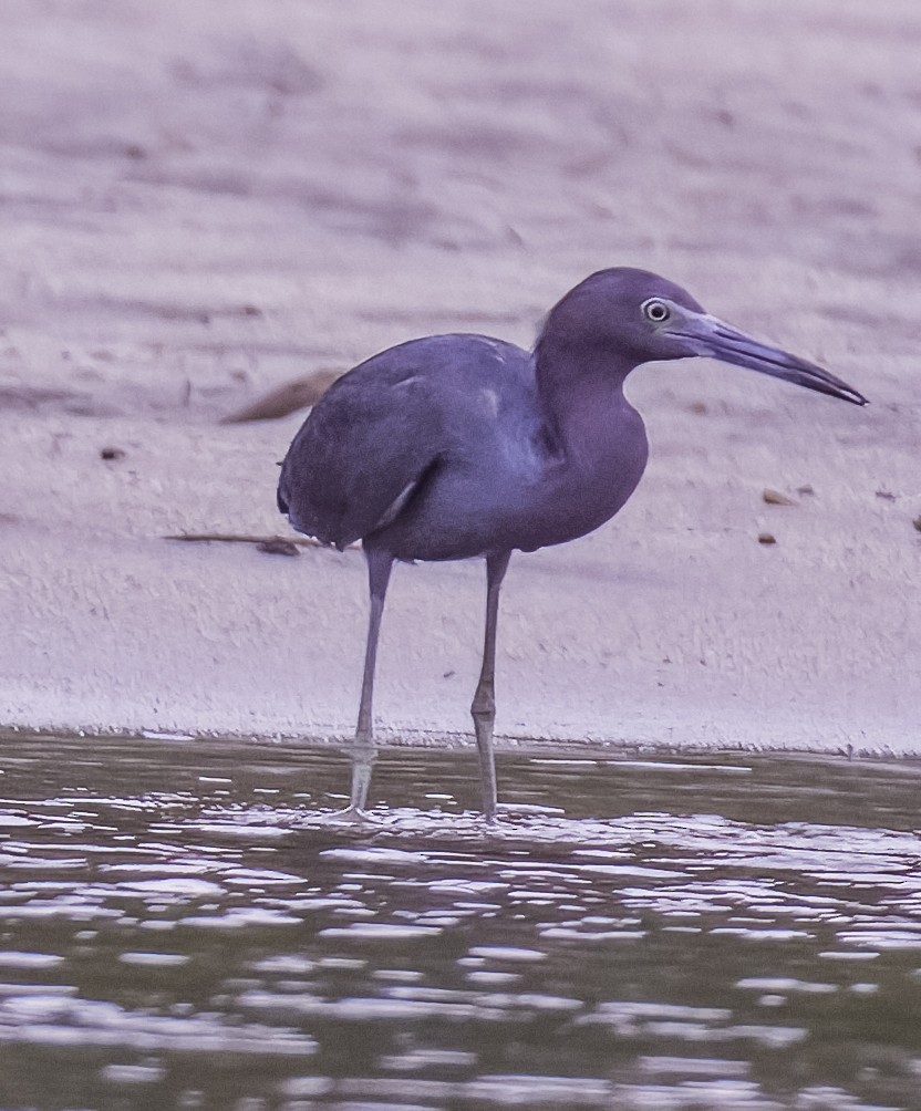 Little Blue Heron - ML623214309