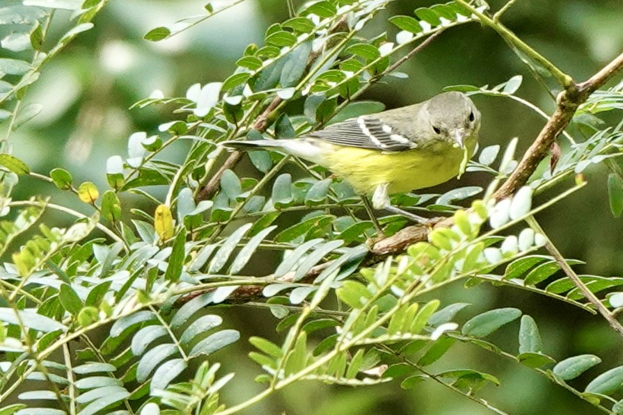 Magnolia Warbler - ML623214404