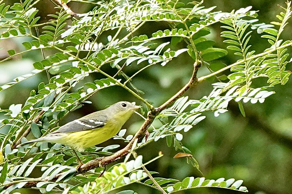 Magnolia Warbler - Fleeta Chauvigne