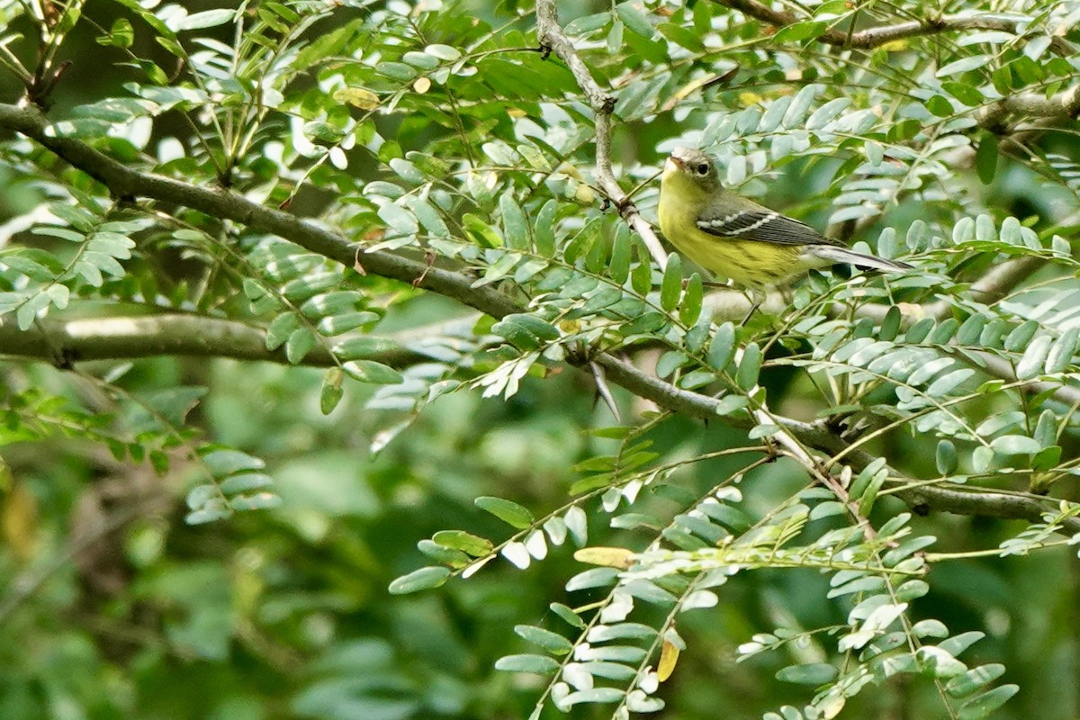 Magnolia Warbler - ML623214407