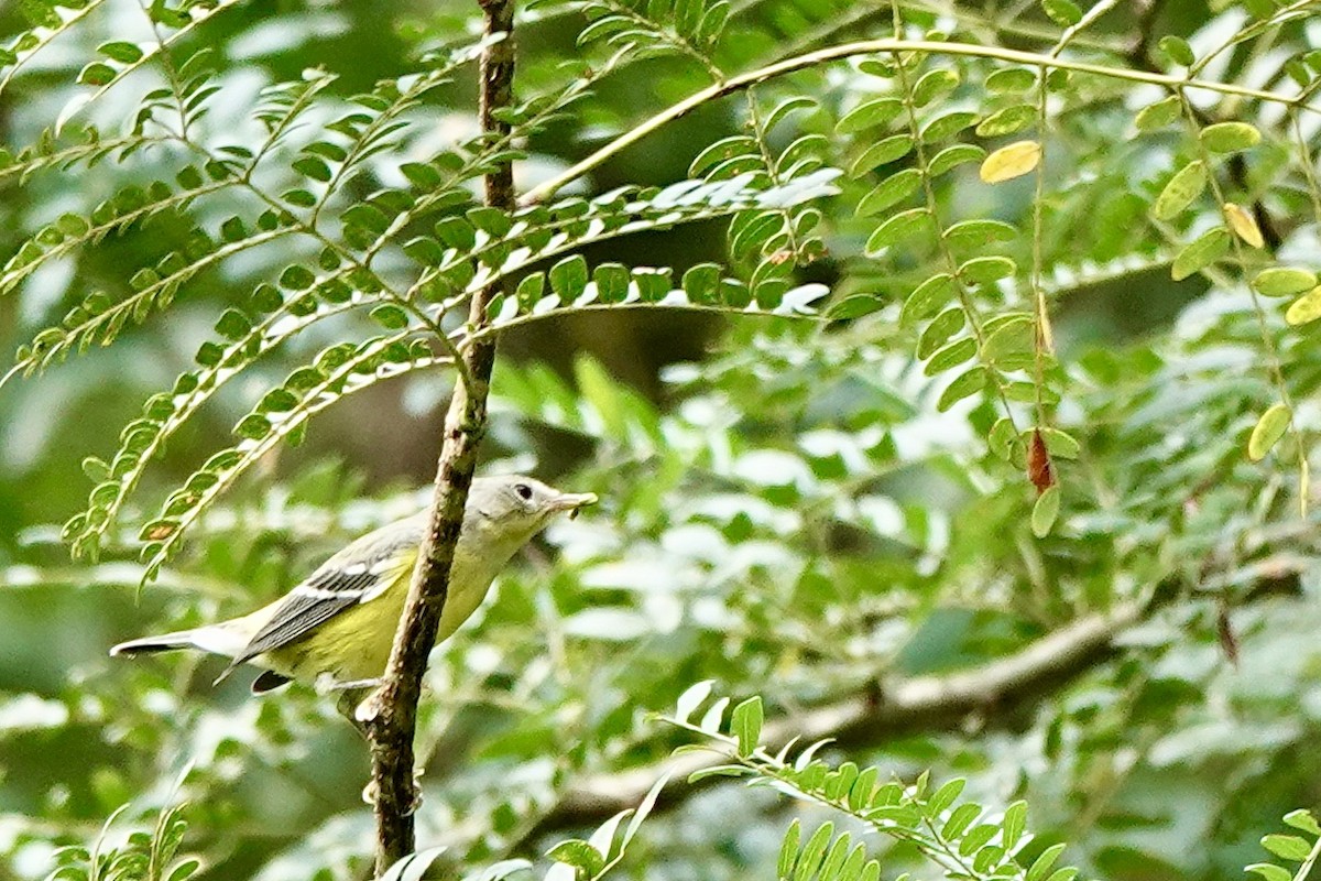 Magnolia Warbler - ML623214409