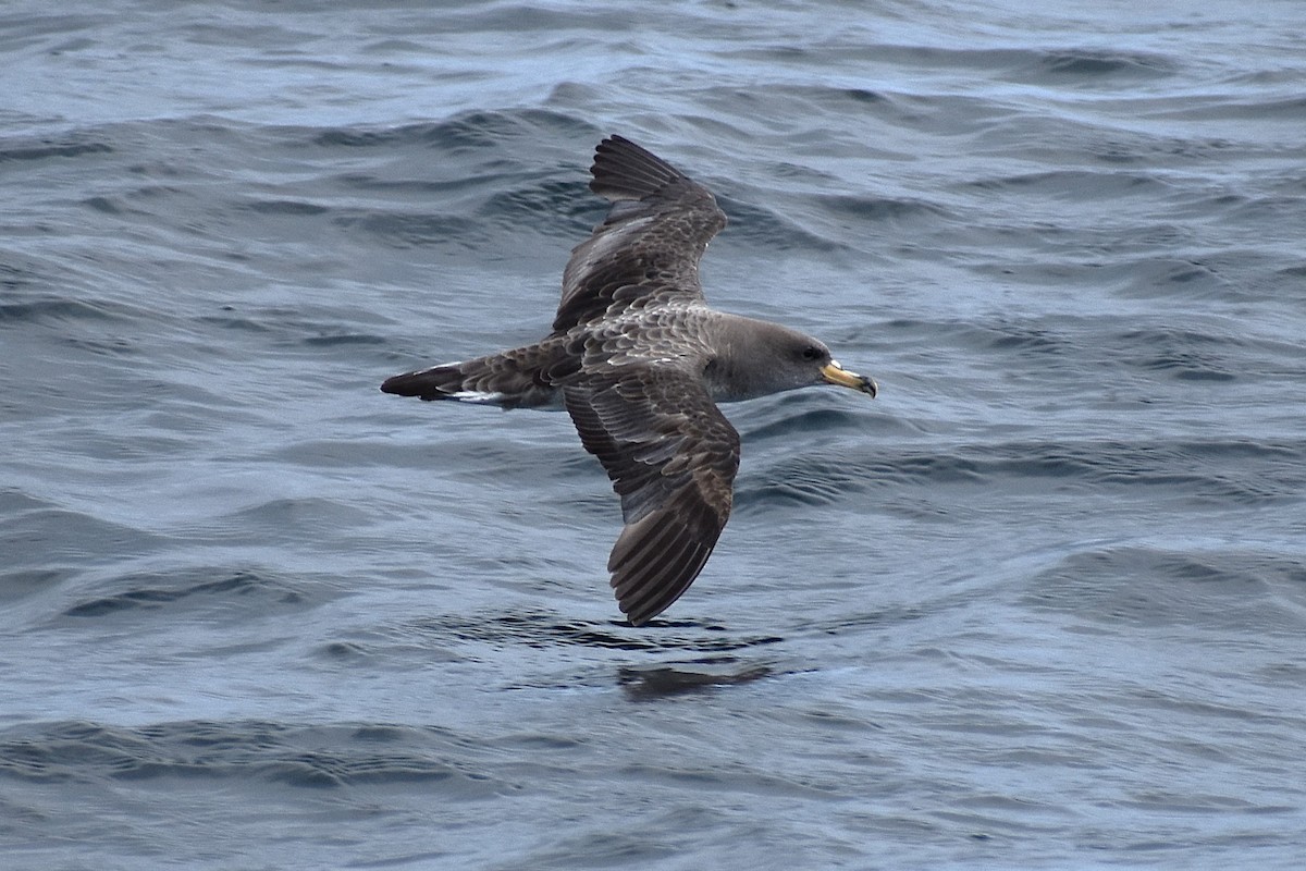 Cory's Shearwater - ML623214423