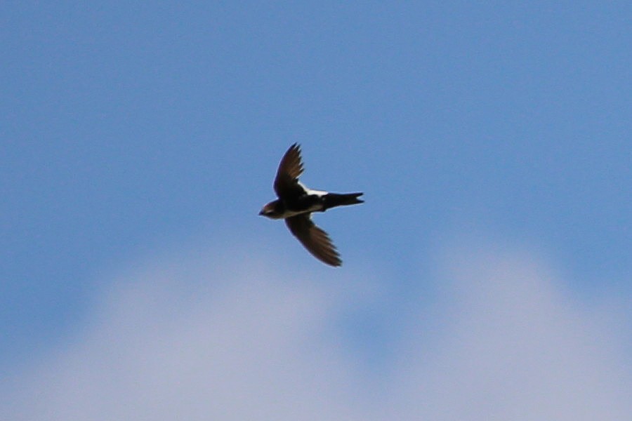 White-throated Swift - ML623214424