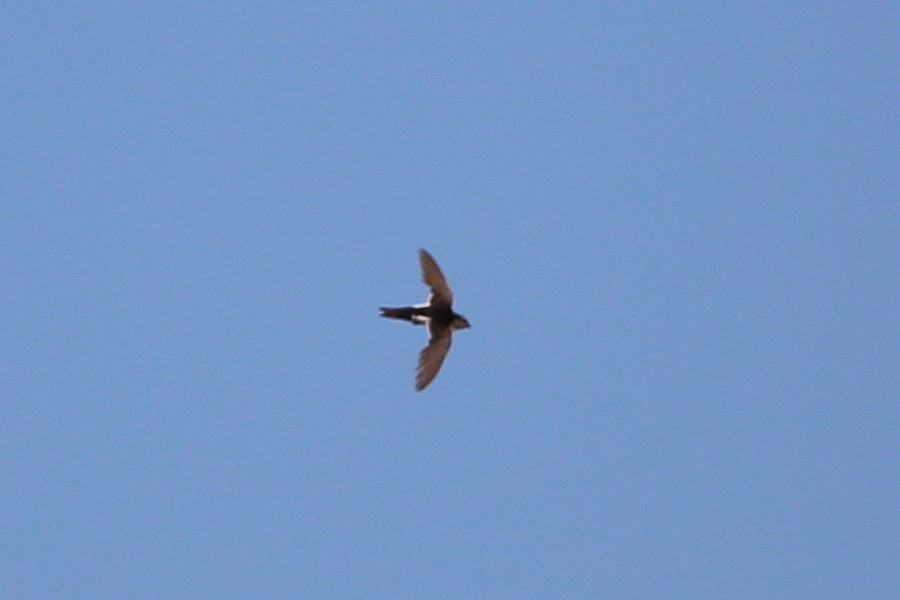 White-throated Swift - ML623214425