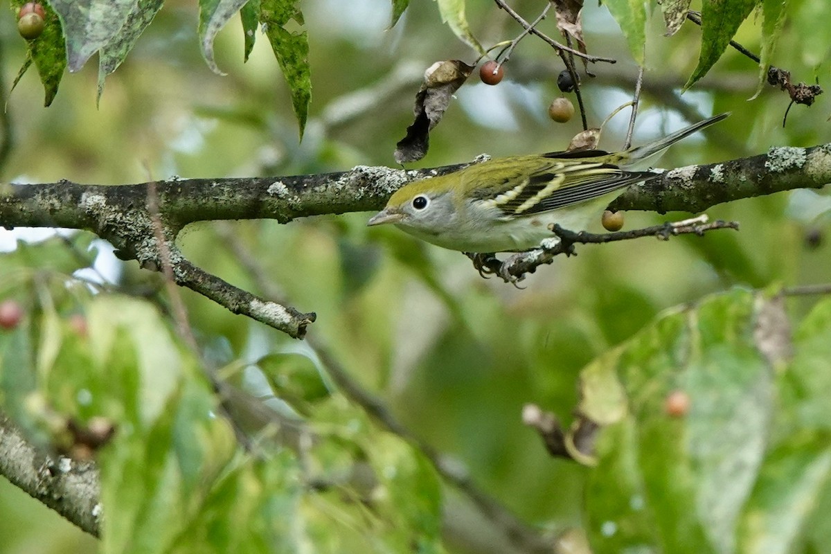 Chestnut-sided Warbler - ML623214426