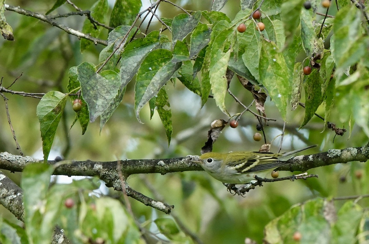 Chestnut-sided Warbler - ML623214427